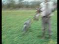 videos de Drahthaar Cita Vom Tigra Haus Aport Novembar 2008