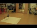 Esky Honey Bee CP3  3D Indoor FCOII Onboard