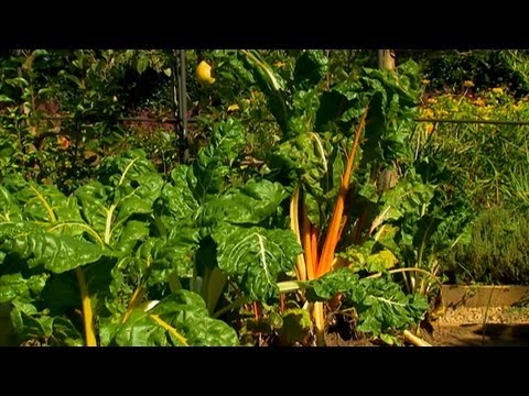 how to harvest rainbow chard