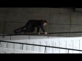 Learn Freerunning and Parkour - Cat Balance.avi
