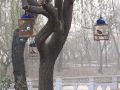 Oiseaux chanteurs Jardin du Peuple Tianjin MVI_8194
