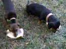 Dieta Canina Muito Saldavel
