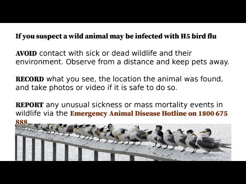 <p>Update on the current state of Avian Influenza in Australia</p>
 video thumbnail