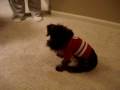 videos de Stella vs. Sweater
