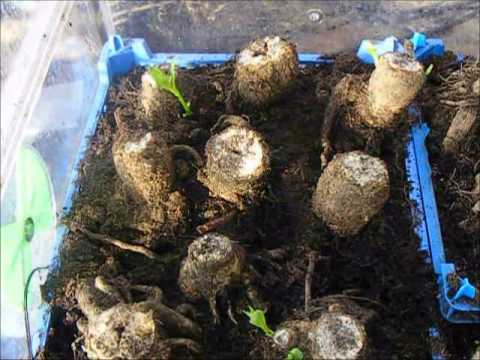 how to replant dahlias
