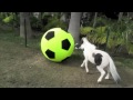 Einstein: The Smallest Stallion Has A Ball