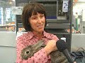 PETCO is reaching out to animal-welfare agencies and local rescue groups in an effort to greatly increase the number of rabbits that find forever homes by offering adoptions at its stores nationwide.