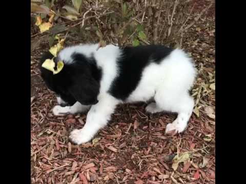 Minnie hanging out in the shade