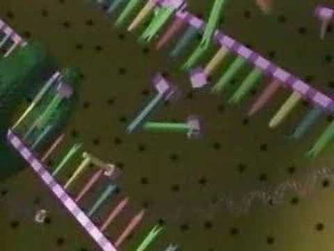 DNA Replication