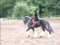 Showprogramm mit Shire Showprogramm mit Shire