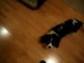 videos de Three Cavalier King Charles Spaniels frolic in the kitchen