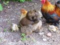 Pekin bantams and chicks Pekin bantams and chicks