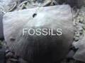 Fossil Hunting-Dry Dredgers Sept.field trip Ind. 2007 pt 2