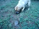 Puggle vs. Turtle