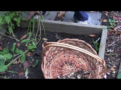 how to harvest sunchokes