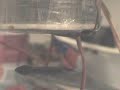 Skori f�le levitron :)