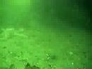 whytecliff 1