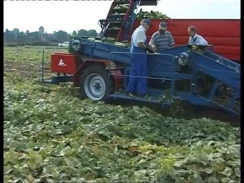 how to harvest cucumbers