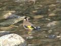 Pintassilgo (Carduelis carduelis) Hora do banho
