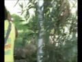 Soata muerte de los animales en la granja