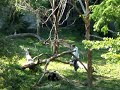 Tai Shan playing Tai Shan playing