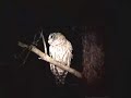Screech Owls in Hillscreek State Park,Pa. Camping Grounds Screech Owls in Hillscreek State Park,Pa. Camping Grounds