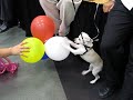Rambo vs. The Balloons Rambo vs. The Balloons