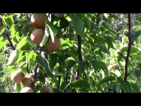 Hosui: Growing Asian Pear In Your Own Backyard (Part 5) - Planting Fruit Trees & Gardening Ideas