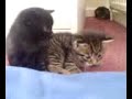 Kitten Diaries: 4 weeks old