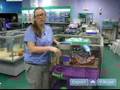 Learn About Cages for Pet Ferrets: Animal Care Tips