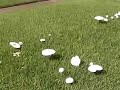 080824 Mushrooms in the Front Yard