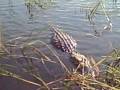 sean130214 air boat ride everglades