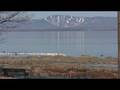 Oies sur le fleuve St-Laurent
