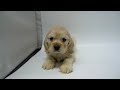 Click here to watch this video ワンラブ 名古屋市 ペットショップ アメリカンコッカー 16615