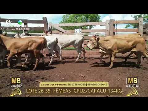 524� LEIL�O VIRTUAL MB LEIL�ES