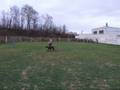 videos de Doberman practice