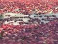 CapeCast: Cran-tastic harvest!