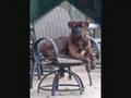 Bullmastiff video