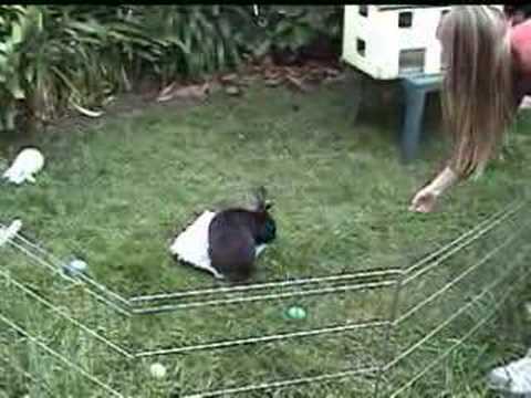 Amazing bunny tricks