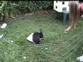 Amazing bunny tricks
