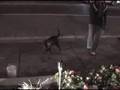 videos de A Miami bitch pimped to do tricks