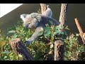 Koala Bear