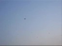 Flying With Birds Flying With Birds
