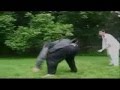 dragon in real life - Google Video.flv