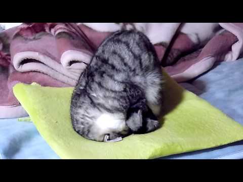 Un gatto ciambella