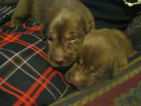 Sweet 2 week old Chocolate Lab Puppies