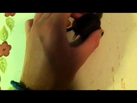 how to care terrapin