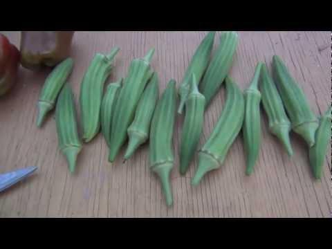 how to grow and fertilize okra