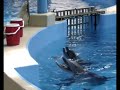 singing dophins