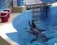 singing dophins